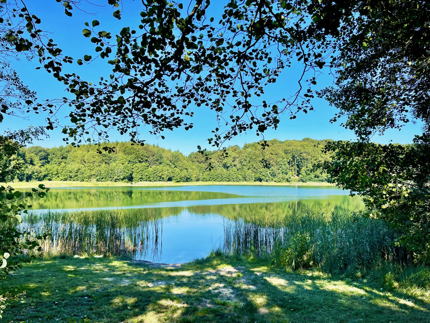 Krevtsee